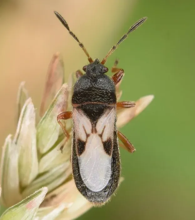 Close-up macro photo of a chinch bug on grass