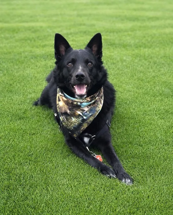 Black German Shepherd dog relaxing on a lush green fertilized lawn