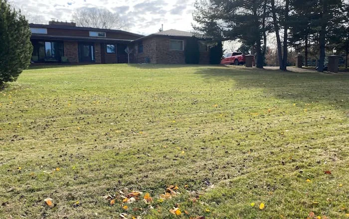 Edmonton residential lawn in autumn showing turf condition before aeration