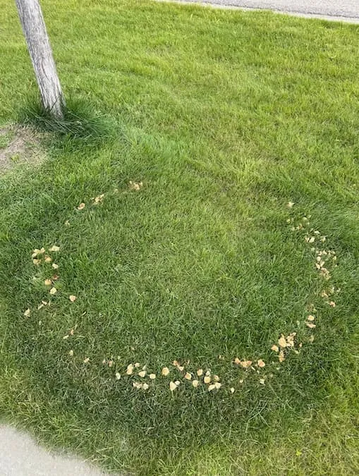 Circular ring pattern of fairy ring fungus on a residential lawn