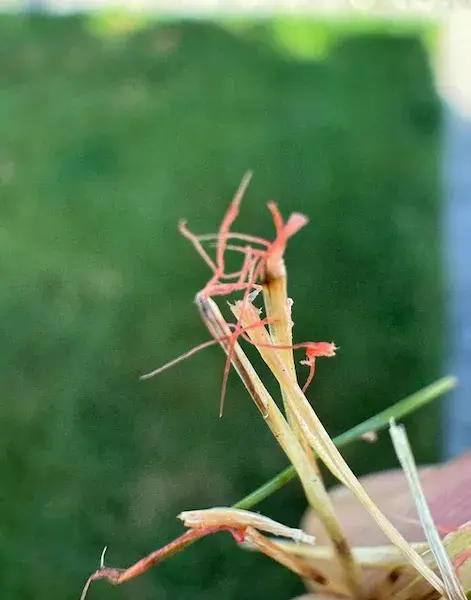 Close-up of grass blades damaged by red thread fungal disease