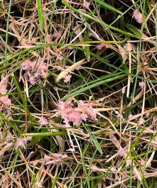 Close-up of red thread fungal disease on grass blades