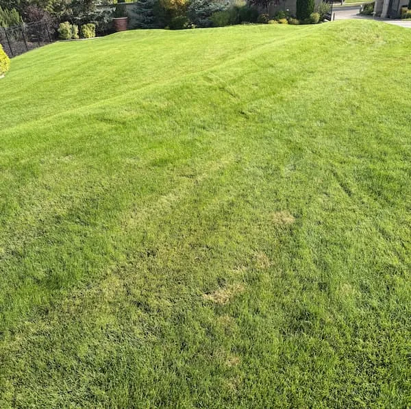 Residential lawn showing patchy disease and insect damage before treatment