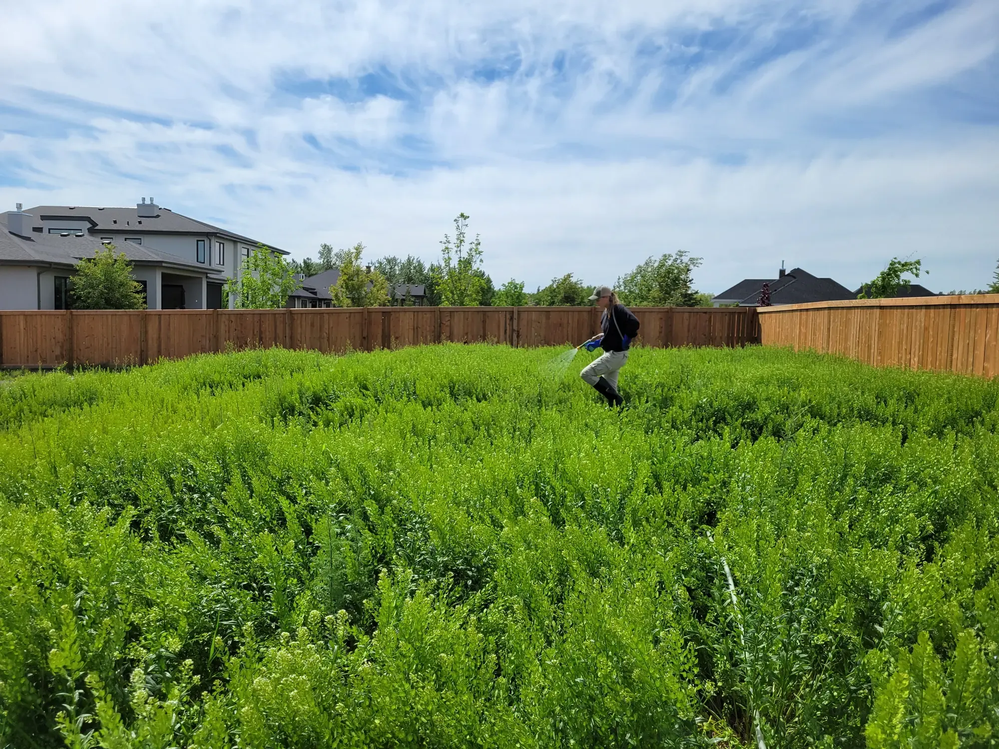 Technician spraying weeds in residential yard