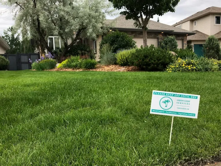 Lawn after professional weed control treatment by Green Oasis