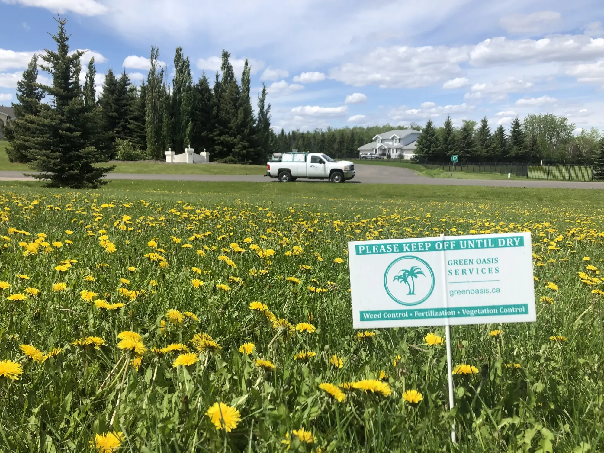 Lawn covered in dandelions before treatment